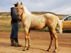 Paddys Gin Su JW <BR> AQHA 5967458
